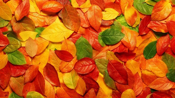 Colorful-Nature-HD-600x337